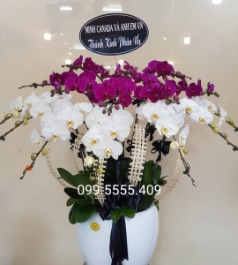 Chậu Lan Hồ Điệp Tím 15 nhánh HD019