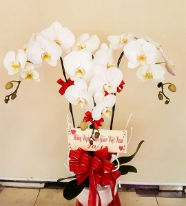 CHẬU HOA LAN HỒ ĐIỆP 4 NHÁNH HD004