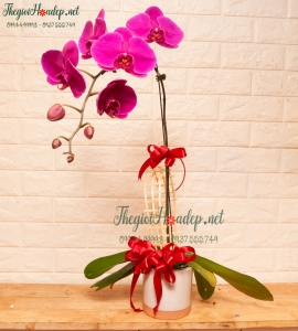 CHẬU HOA LAN HỒ ĐIỆP 1 NHÁNH HD001 