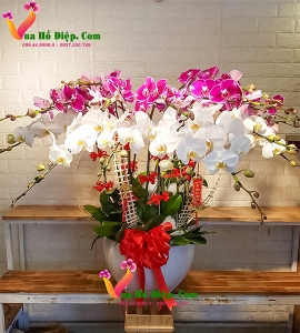 CHẬU HOA LAN HỒ ĐIỆP 15 CÀNH HOA HD041 (Khuyến mãi tặng chậu + công trang trí + miễn phí ship nội th