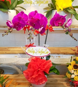 CHẬU LAN HỒ ĐIỆP 3 NHÁNH MÀU TÍM ĐẬM HD025