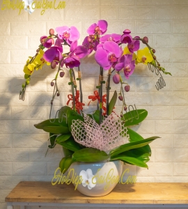 CHẬU LAN HỒ ĐIỆP 7 NHÁNH HD031