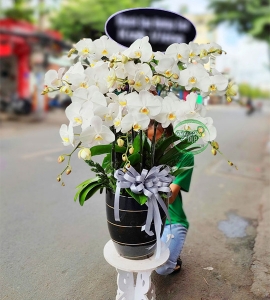 Chậu Lan Hồ Điệp Trắng Tang Lễ CB126