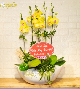 CHẬU LAN HỒ ĐIỆP VÀNG “ĐÓN ĐẦU CON SÓNG” 5 NHÁNH HOA HD039