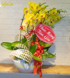 CHẬU LAN HỒ ĐIỆP VÀNG “THUẬN BUỒM XUÔI GIÓ” 7 NHÁNH HOA HD038