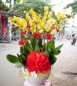 CHẬU LAN HỒ ĐIỆP 10 VÒI HOA MÀU VÀNG ÓNG ÁNH HD036