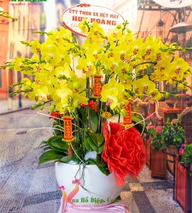 CHẬU HOA LAN HỒ ĐIỆP VÀNG 30 NHÁNH HOA HD042 (Khuyến mãi tặng chậu + công trang trí + miễn phí ship 