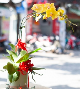 CHẬU LAN HỒ ĐIỆP VÀNG TƯƠI HD012