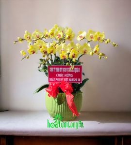 Chậu Lan Hồ Điệp Vàng HD149