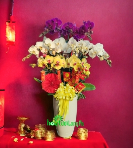 Chậu Lan Hồ Điệp 10 Cành Tết 2024 HD167