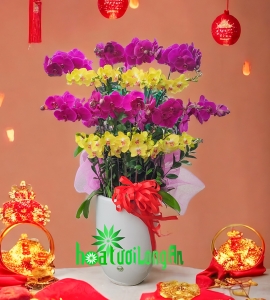 Chậu Lan Hồ Điệp Tết 2024 HD151