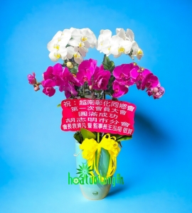 Chậu Lan Hồ Điệp 5 Cành Trắng Tím Tết 2024 HD147