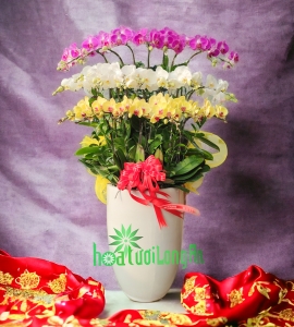 Chậu Lan Hồ Điệp Tết 2024 HD152