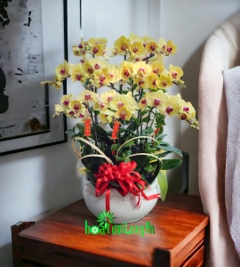 Chậu Lan Hồ Điệp Vàng Cao Cấp Tết HD161